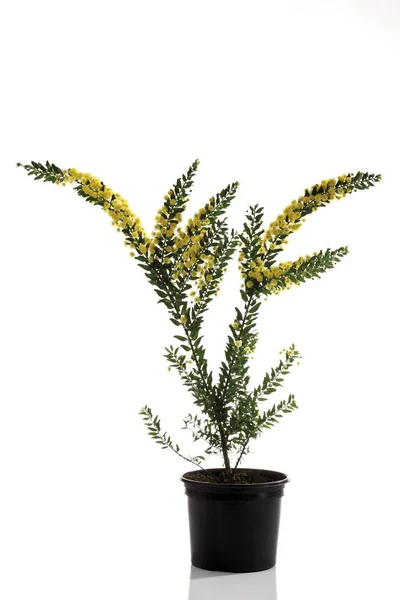 Kangaroo Thorn Prickly Wattle Plant Yellow Flowers Acacia Armata Pot — Stock Photo, Image