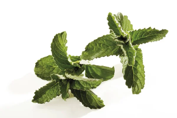 Peppermint Mentha Piperita — Stock Photo, Image