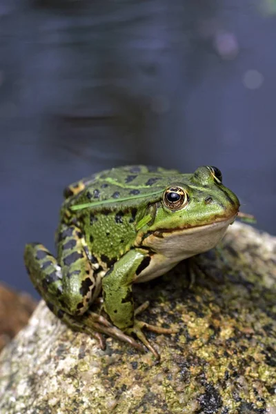 Grenouille Verte Comestible Rana Esculenta — Photo