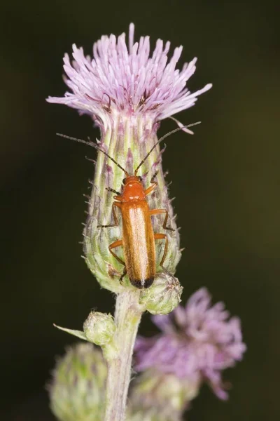 Escarabajo soldado rojo común —  Fotos de Stock