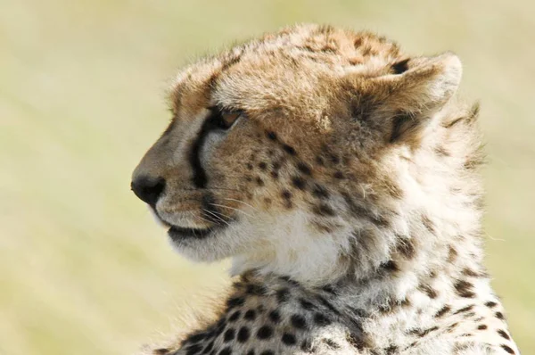 Cheetah Acinonyx Jubatus Cat Masai Mara National Reserve Kenya Afrique — Photo