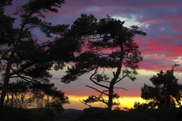 Trees Backlight Glowing Red Evening Sky — Stock Photo, Image