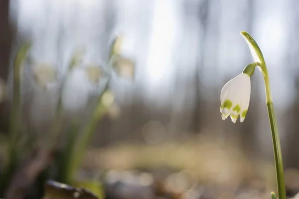 Primavera Flores Copo Nieve Leucojum Vernum — Foto de Stock