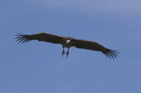 Fliegender Geiervogel Blauen Himmel — Stockfoto