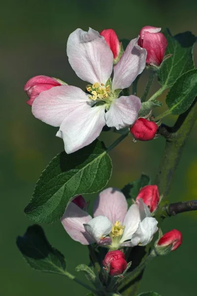 Blooming Apple Trees Flowers — Stock Photo, Image