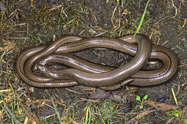 Verme Cego Verme Lento Anguis Fragilis Emparelhamento — Fotografia de Stock