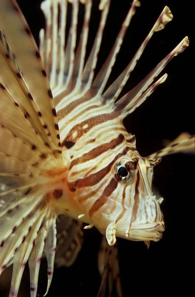 Roter Feuerfisch Pterois Volitans Rotes Meer — Stockfoto