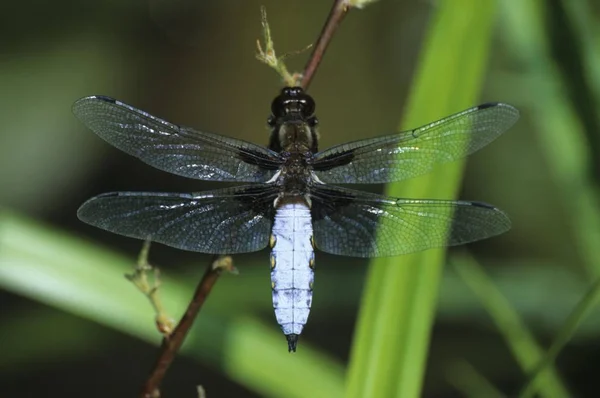 Libélula Macho Cuerpo Ancho Libellula Depressa Familia Libellulidae Skinners Perchers — Foto de Stock