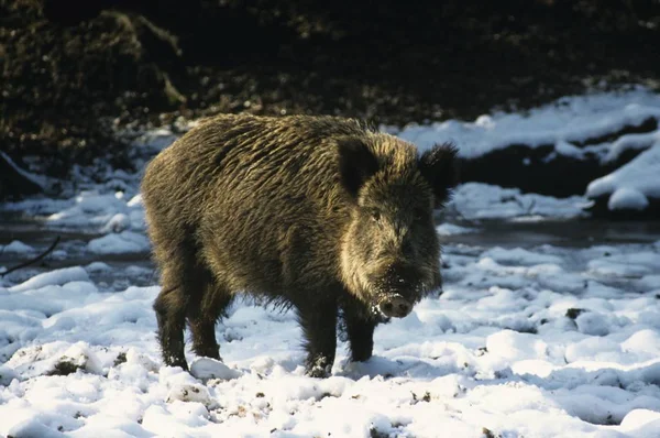 Dzika świnia w śniegu — Zdjęcie stockowe