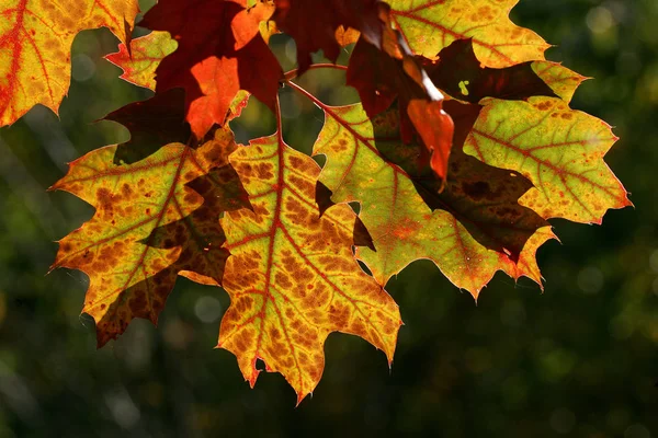 Amerykański Dąb Czerwony Liście Kolorach Jesieni Kolorowych Liści Quercus Rubra — Zdjęcie stockowe