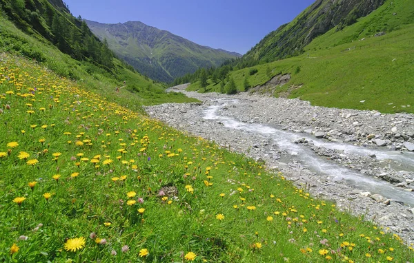 花草甸旁边的山涧 Koednitzbach 国家公园 Hohe Tauern 蒂罗尔 奥地利 — 图库照片