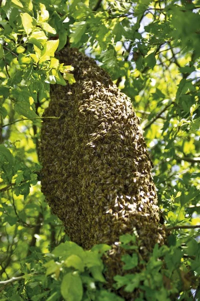 Zbliżenie Rój Pszczół Pszczoły Drzewie — Zdjęcie stockowe