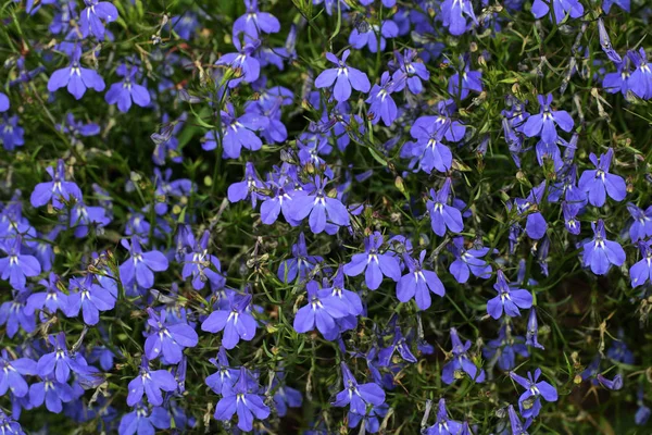 Blommande Hängande Lobelia Lobelia Erinus Cultivar Richardii Lobelia Richardii — Stockfoto