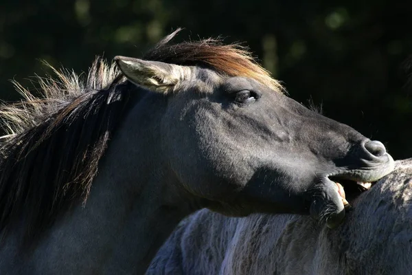 Caballos Konik Comportamiento Social Equus Przewalskii Caballus — Foto de Stock