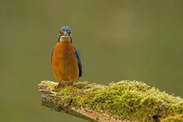 European Kingfisher Alcedo Atthis Bird — Stock Photo, Image