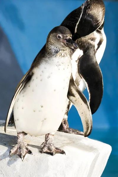 Teljes Test Lövés Gnathostome Pingvin Állatkert — Stock Fotó