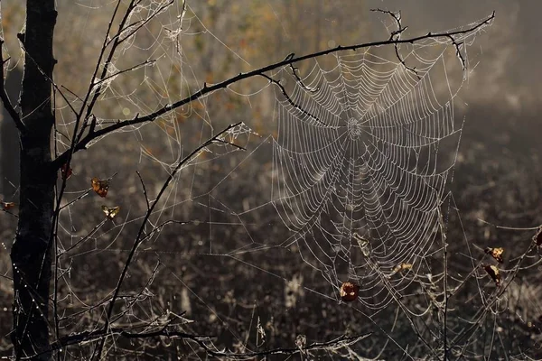 Spiderweb s kapkami rosy v přírodě — Stock fotografie