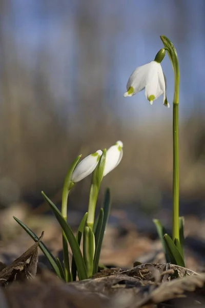 Primavera Flores Copo Nieve Leucojum Vernum — Foto de Stock