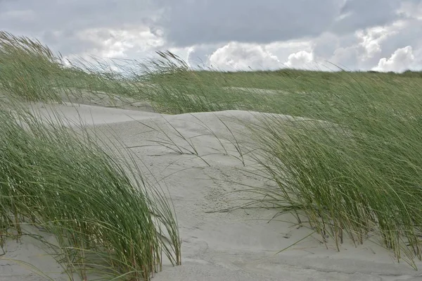 Marram Grasses Aphophila Arenaria Произрастающий Песчаной Дюне Остров Юст Ловер — стоковое фото