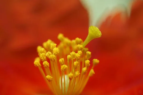 Sunrose Helianthemum Hybr Henfield Brillan — Stok fotoğraf
