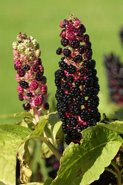 Индийский Тык Фрукты Phytolacca Acinosa Цветок Растения — стоковое фото