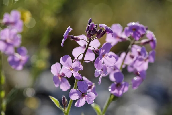 Dame Rocket Hesperis Matronalis — Stock Photo, Image