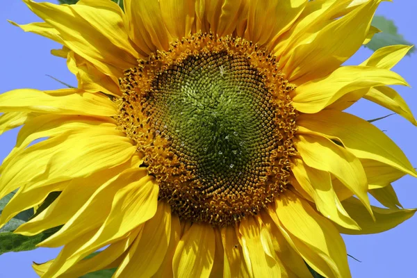 Blühende Gelbe Sonnenblume Blüte Helianthus Annuus — Stockfoto