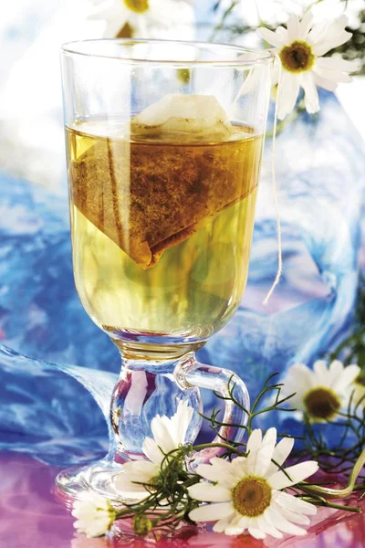 Manzanilla Con Flores Alemanas Manzanilla — Foto de Stock