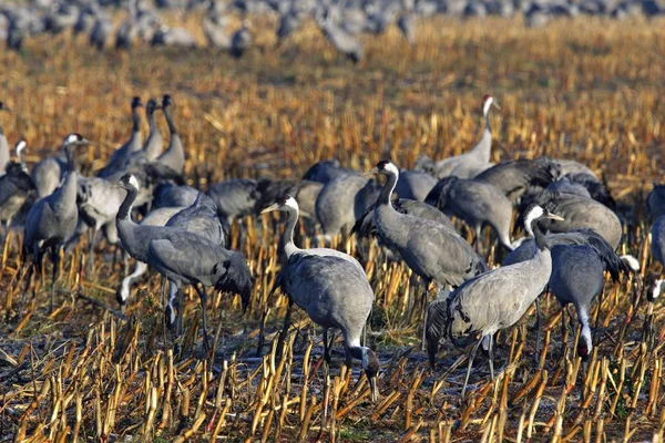 Żuraw Grus Grus Ptaków Trawie — Zdjęcie stockowe