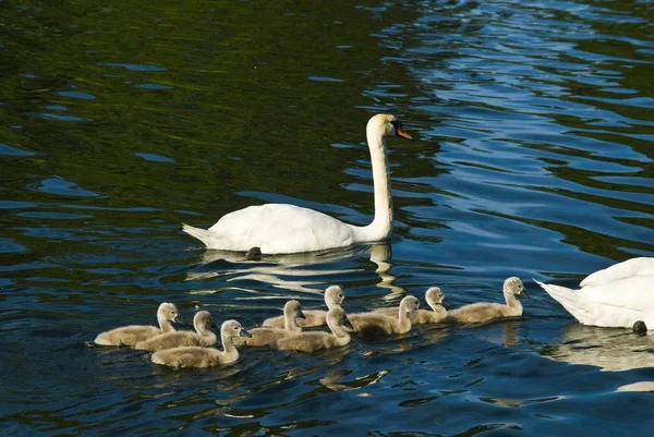 Семья лебедей, купающихся в озере — стоковое фото
