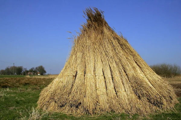 Manojos Caña Paquetes Caña Phragmites Australis Phragmites Communis — Foto de Stock