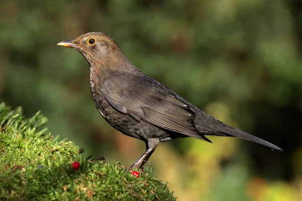 Merle noir Turdus merula — Photo