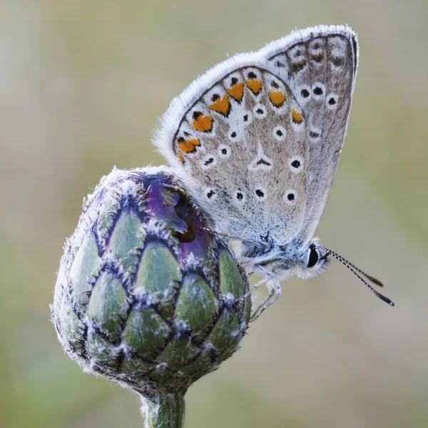 Gemeiner blauer Schmetterling auf Blume sitzend — Stockfoto