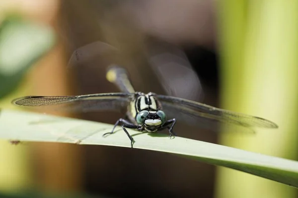 緑のクローズ アップ ビュー目のフック 尾のトンボ Onychogomphus Forcipatus — ストック写真