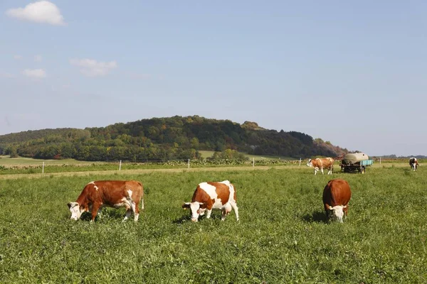 Krowy Zielona Trawa Łąka Niemcy Europa — Zdjęcie stockowe