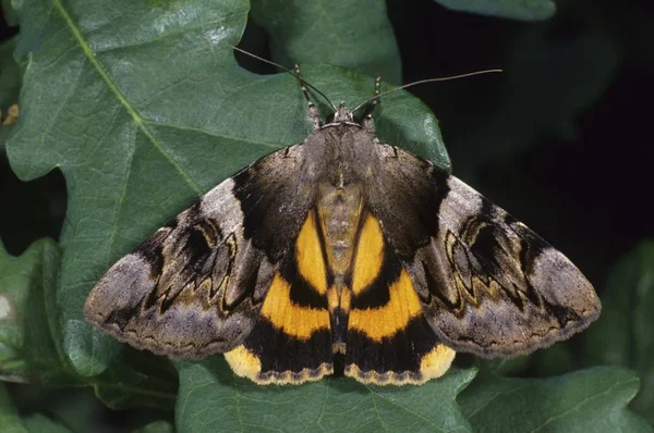 黄色い羽の下 Ephesia Fulminea のクローズ アップ — ストック写真