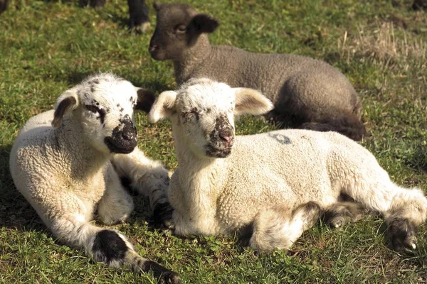 Dösende Lämmer Die Bei Sonnigem Wetter Auf Der Wiese Chillen — Stockfoto