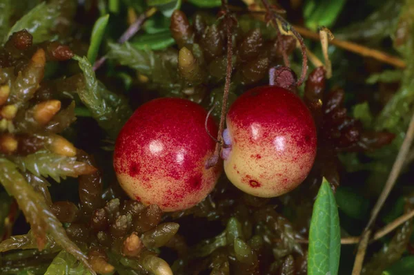 Jagody Borówki Vaccinium Oxycoccus Bliska Strzał — Zdjęcie stockowe