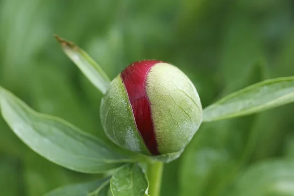 Цветочный Бутон Обыкновенного Пиона Paeonia Officinalis — стоковое фото