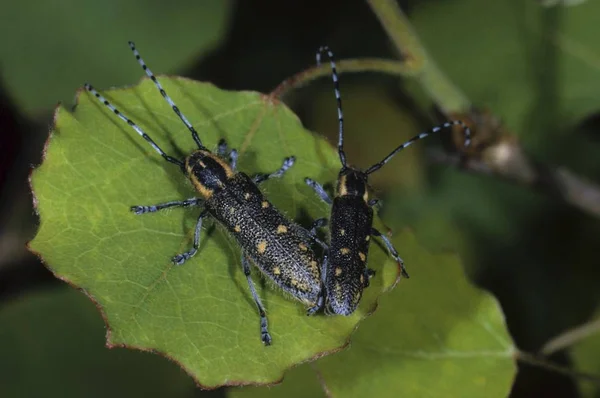 Liten Poppel Borer Saperda Populnea Familjen Långhorningar Skalbaggar — Stockfoto