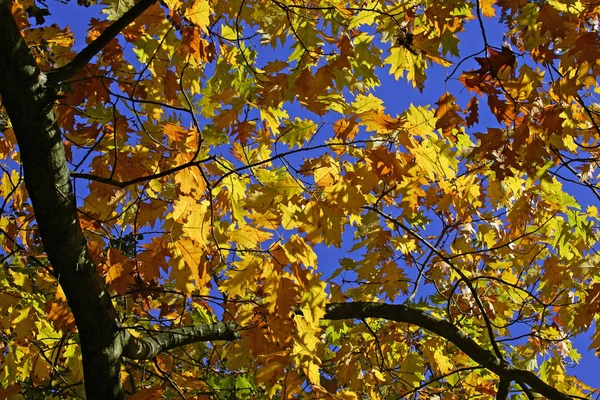 Amerikaans Rood Eiken Bladeren Herfstkleuren Kleurrijke Loof Quercus Rubra — Stockfoto