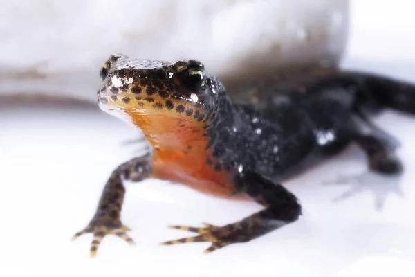 Traszka Górska Triturus Alpestris — Zdjęcie stockowe