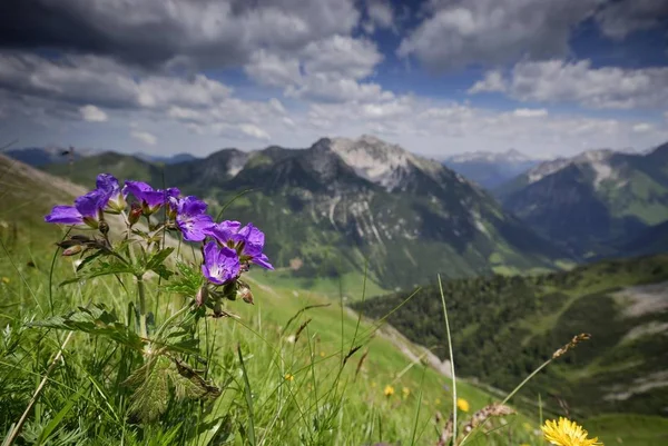 Cranesbill Geranium Met Lechtaler Alpen Alpen Van Vallei Van Lech — Stockfoto