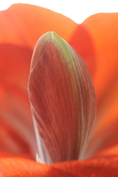 Amarilis Rojo Macro Disparo Flor Amaryillis Hippeastrum — Foto de Stock