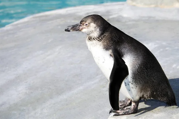 Oldalnézetből Állandó Pingvin — Stock Fotó