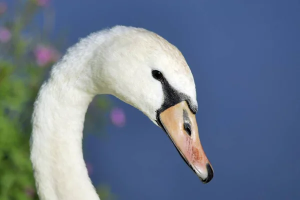 Retrato de Cisne pájaro —  Fotos de Stock