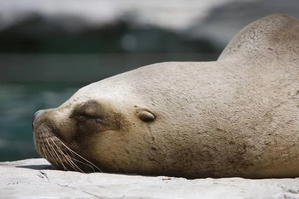 León Marino Durmiendo Zoológico Retrato Cerca — Foto de Stock