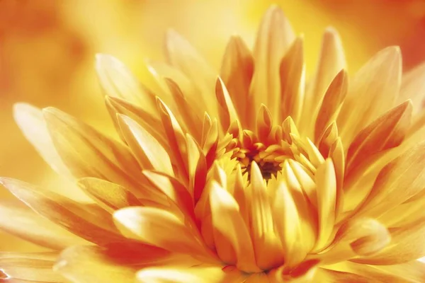 Гарний Квітка Жоржини Цвітуть — стокове фото