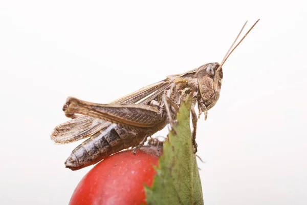 Close Common Field Grasshopper Chorthippus Brunneus — Stock Photo, Image