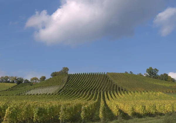 Виноградарство Європі Steigerwald Нижня Франконія Баварія Німеччина — стокове фото